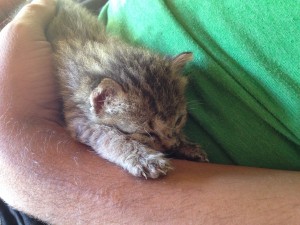 Sugar Beach in Sipalay-013